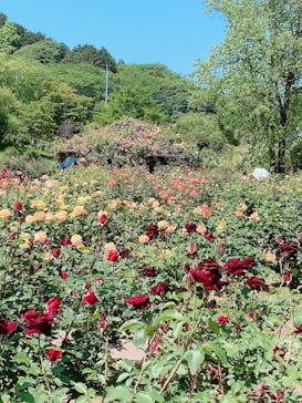 いばらきフラワーパークに投稿された画像（2023/5/6）