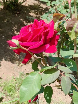 いばらきフラワーパークに投稿された画像（2023/5/6）