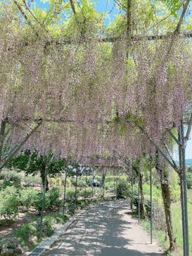 いばらきフラワーパークに投稿された画像（2023/5/6）