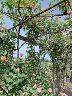 いばらきフラワーパークに投稿された画像（2023/5/6）