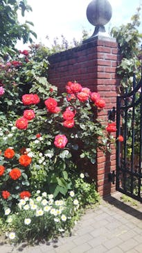 横浜イングリッシュガーデンに投稿された画像（2023/5/4）