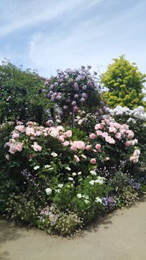 横浜イングリッシュガーデンに投稿された画像（2023/5/4）