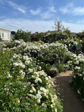 横浜イングリッシュガーデンに投稿された画像（2023/5/6）