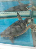 名古屋港水族館に投稿された画像（2023/5/6）