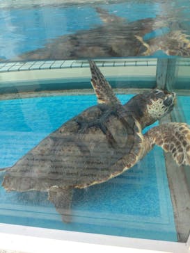 名古屋港水族館に投稿された画像（2023/5/6）