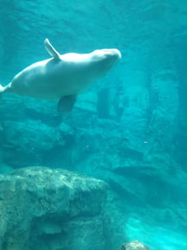 名古屋港水族館に投稿された画像（2023/5/6）
