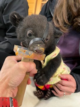 奥飛騨クマ牧場に投稿された画像（2023/4/30）