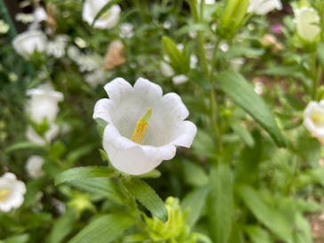横浜イングリッシュガーデンに投稿された画像（2023/5/6）