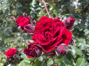 横浜イングリッシュガーデンに投稿された画像（2023/5/6）