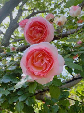 横浜イングリッシュガーデンに投稿された画像（2023/5/6）