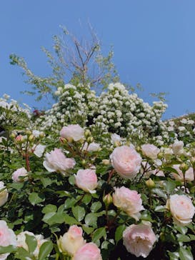 横浜イングリッシュガーデンに投稿された画像（2023/5/6）