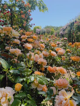 横浜イングリッシュガーデンに投稿された画像（2023/5/6）