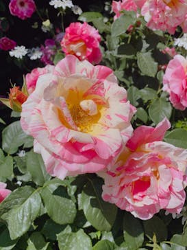 横浜イングリッシュガーデンに投稿された画像（2023/5/6）