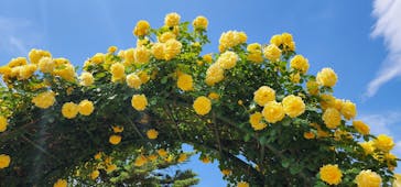 京成バラ園に投稿された画像（2023/5/6）