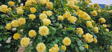 京成バラ園に投稿された画像（2023/5/6）