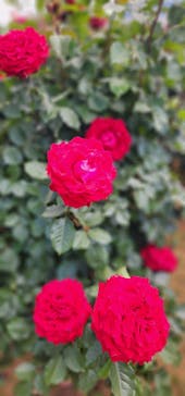 京成バラ園に投稿された画像（2023/5/6）