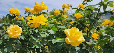 京成バラ園に投稿された画像（2023/5/6）