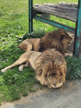 岩手サファリパークに投稿された画像（2023/5/6）