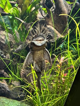 カワスイ 川崎⽔族館に投稿された画像（2023/5/6）