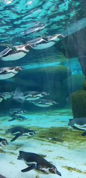 天王寺動物園に投稿された画像（2023/5/6）