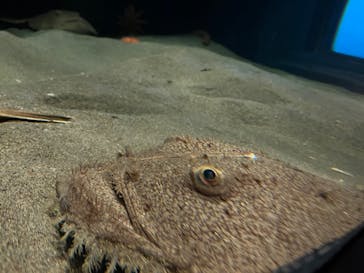 環境水族館アクアマリンふくしまに投稿された画像（2023/5/6）