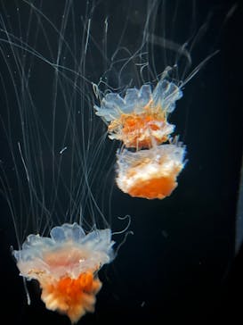 環境水族館アクアマリンふくしまに投稿された画像（2023/5/6）