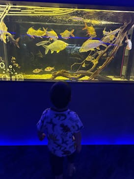 カワスイ 川崎⽔族館に投稿された画像（2023/5/6）