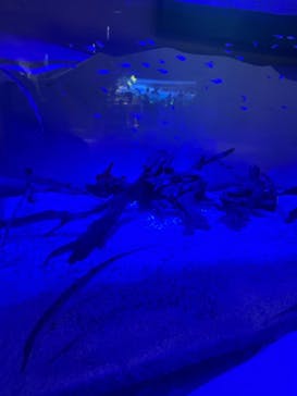 カワスイ 川崎⽔族館に投稿された画像（2023/5/6）