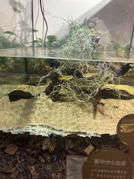 カワスイ 川崎⽔族館に投稿された画像（2023/5/6）