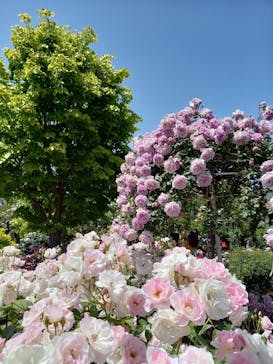 横浜イングリッシュガーデンに投稿された画像（2023/5/6）