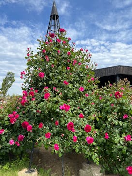 いばらきフラワーパークに投稿された画像（2023/5/6）