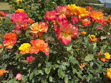 いばらきフラワーパークに投稿された画像（2023/5/6）