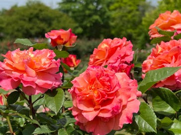 いばらきフラワーパークに投稿された画像（2023/5/6）