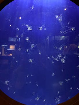 新江ノ島水族館に投稿された画像（2023/5/6）