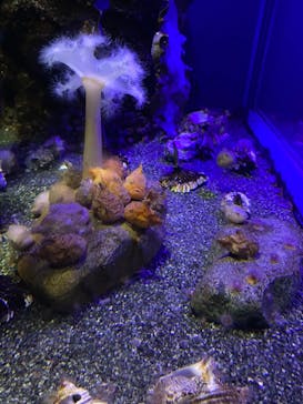 新江ノ島水族館に投稿された画像（2023/5/6）