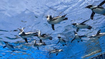 サンシャイン水族館に投稿された画像（2023/5/6）