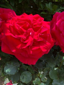 横浜イングリッシュガーデンに投稿された画像（2023/5/6）