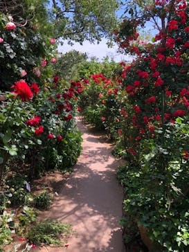 横浜イングリッシュガーデンに投稿された画像（2023/5/6）