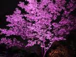 NAKED 桜の新宿御苑 2023に投稿された画像（2023/5/6）