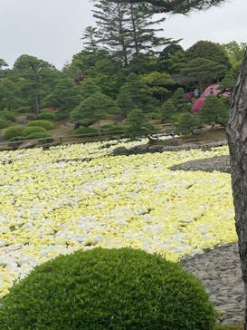日本庭園　由志園に投稿された画像（2023/5/6）