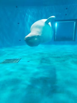 島根県立 しまね海洋館に投稿された画像（2023/5/6）