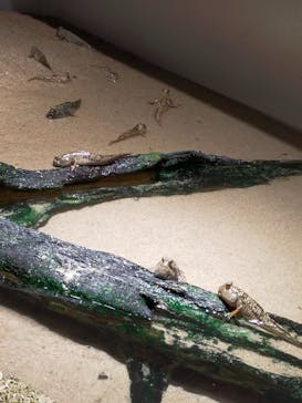 島根県立 しまね海洋館に投稿された画像（2023/5/6）