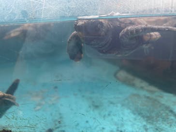 串本海中公園水族館に投稿された画像（2023/5/6）