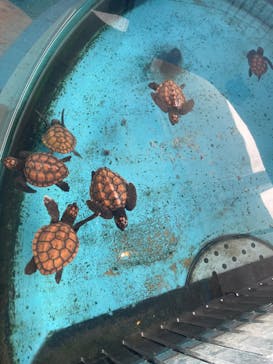 串本海中公園水族館に投稿された画像（2023/5/6）