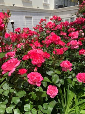 横浜イングリッシュガーデンに投稿された画像（2023/5/6）