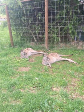 那須どうぶつ王国に投稿された画像（2023/5/6）