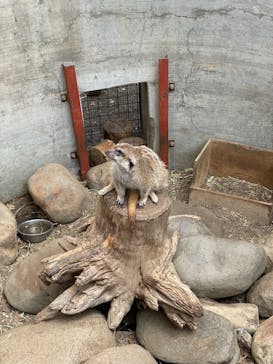 群馬サファリパークに投稿された画像（2023/5/6）