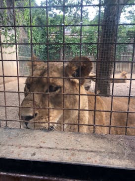 群馬サファリパークに投稿された画像（2023/5/6）