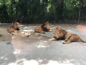 群馬サファリパークに投稿された画像（2023/5/6）