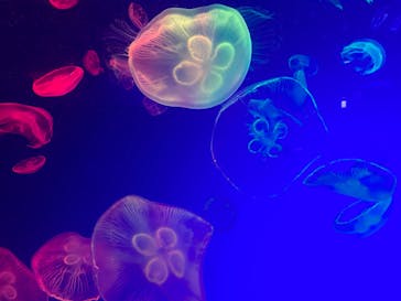 名古屋港水族館に投稿された画像（2023/5/6）